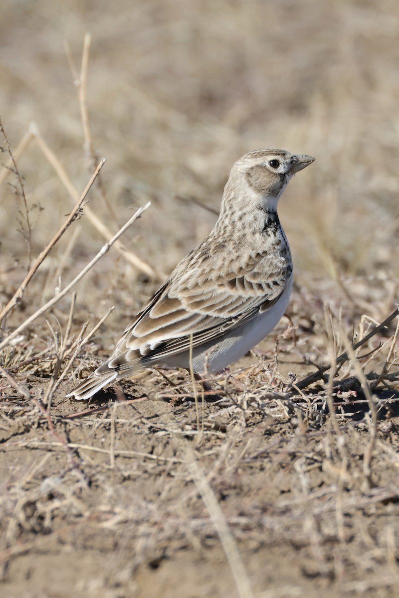 Calandra Lark - ML643173829