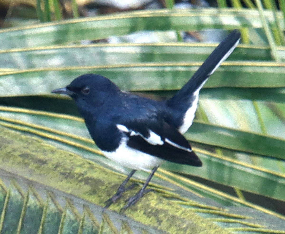 Oriental Magpie-Robin - ML643173830