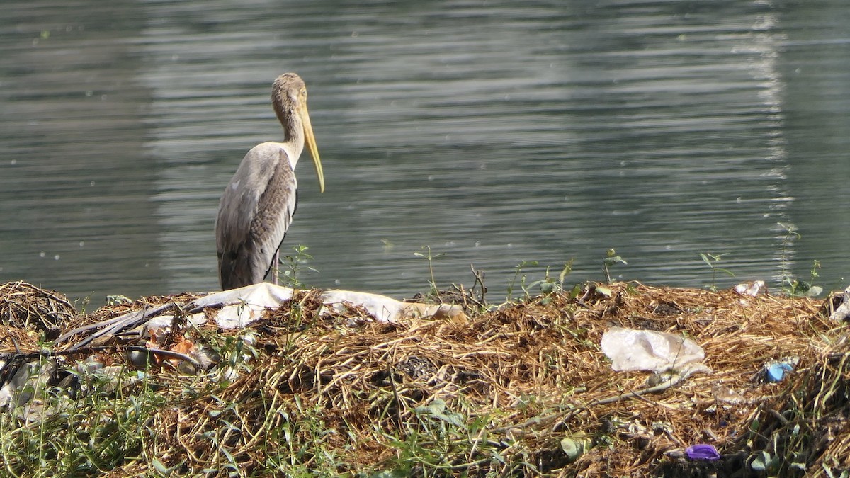 Painted Stork - ML643173831