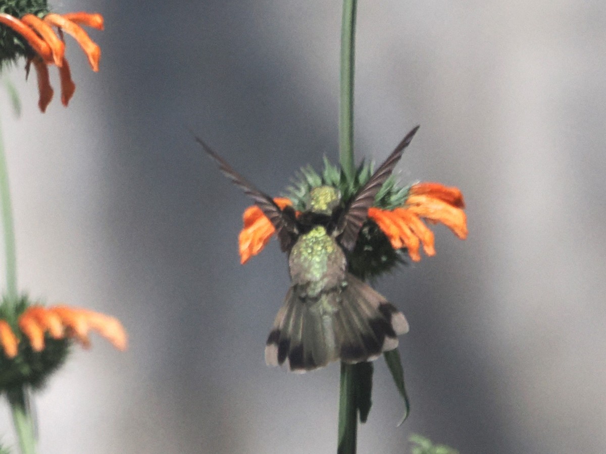 Dusky Hummingbird - ML643173835