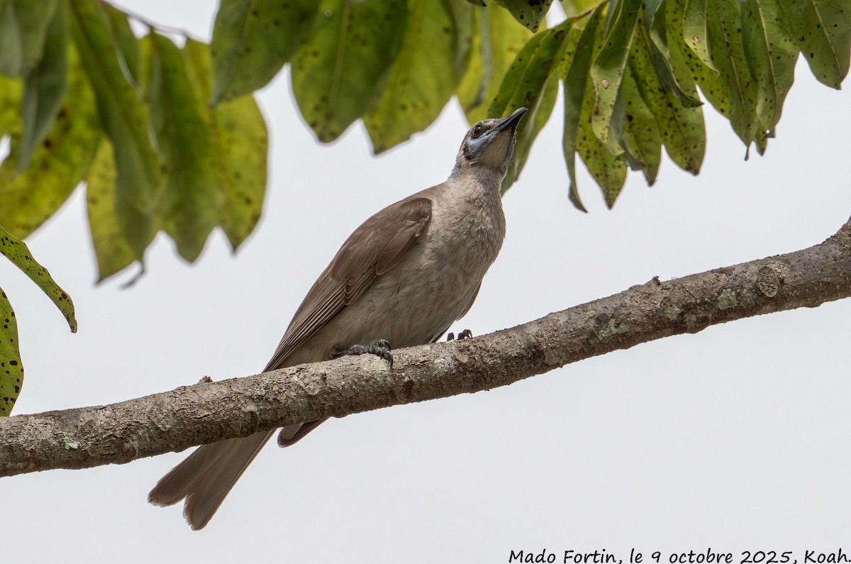 Little Friarbird - ML643173838