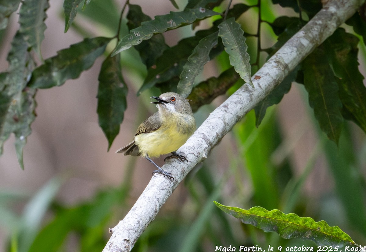 Fairy Gerygone - ML643173841