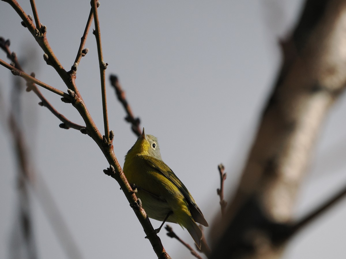 Nashville Warbler - ML643173851