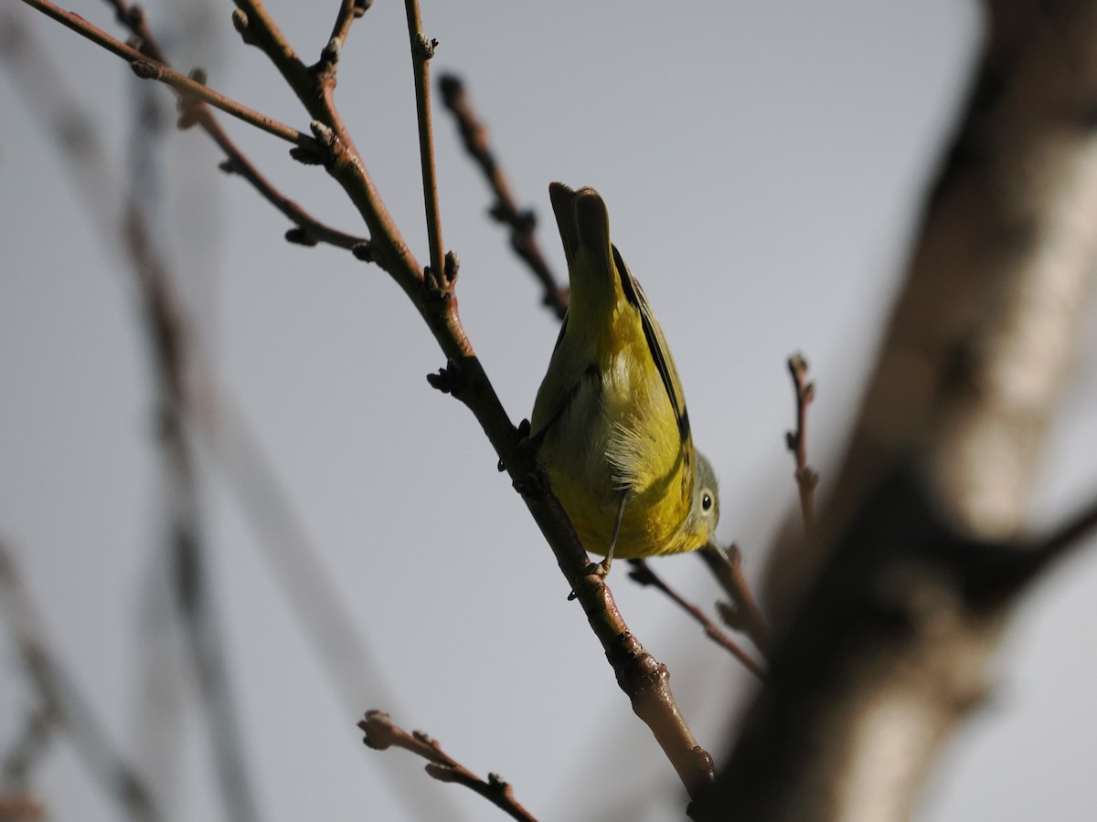 Nashville Warbler - ML643173852