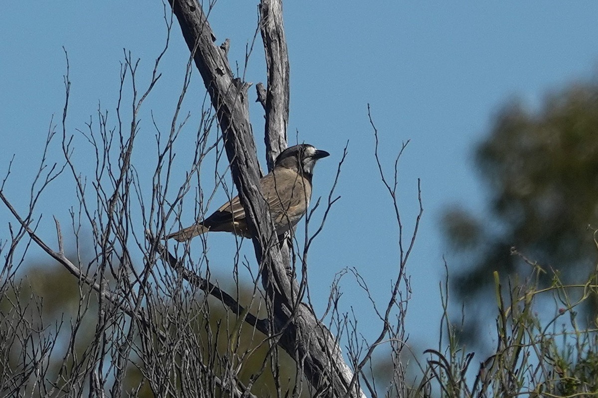 Crested Bellbird - ML643173858