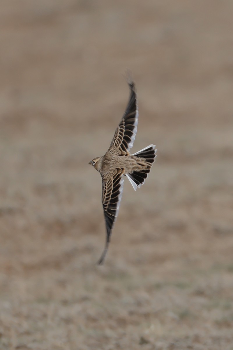 Calandra Lark - ML643173872