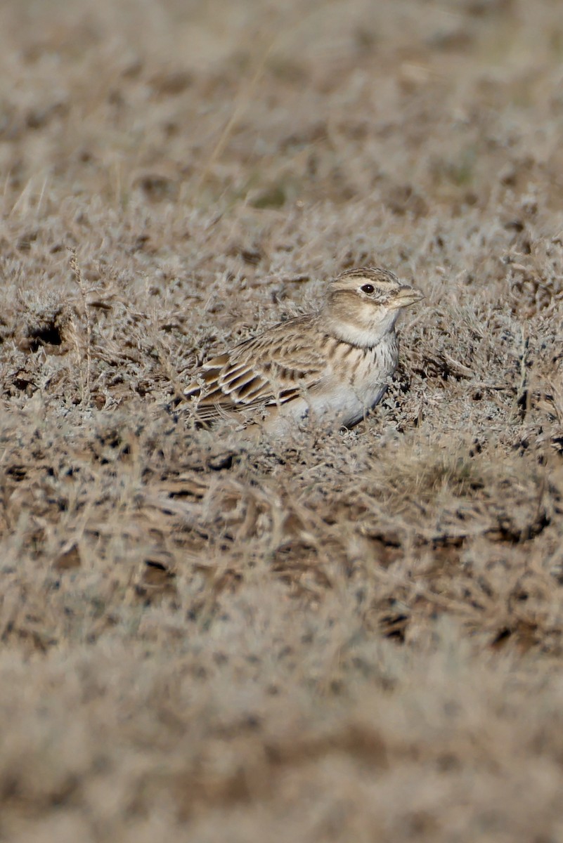 Calandra Lark - ML643173877