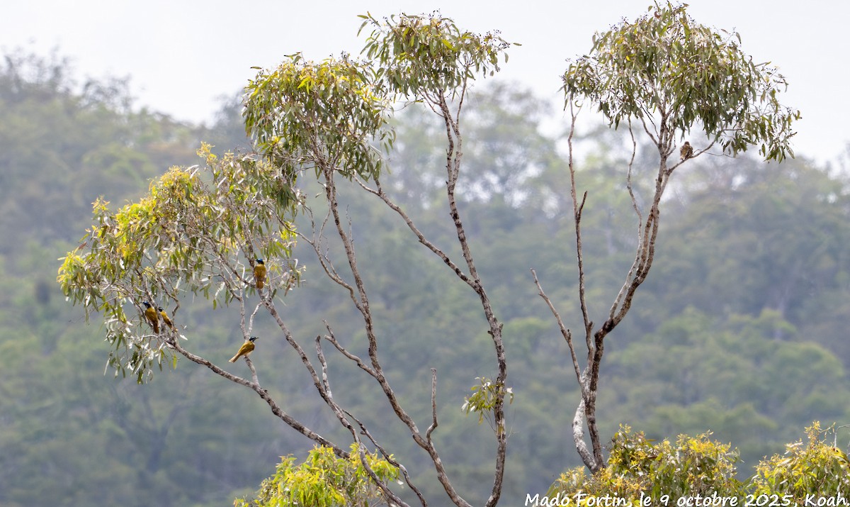 Blue-faced Honeyeater - ML643173878