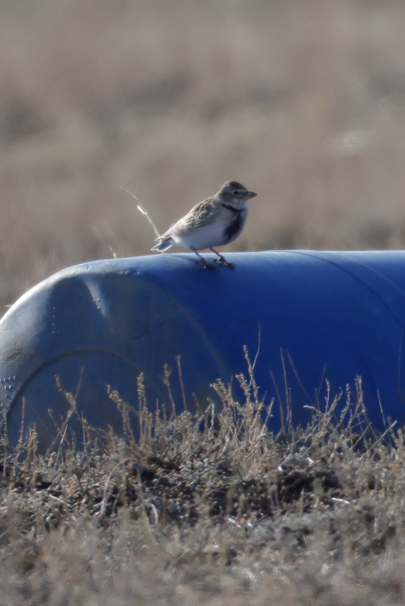 Calandra Lark - ML643173880