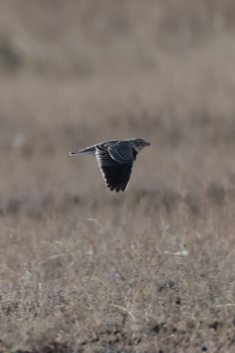 Calandra Lark - ML643173881