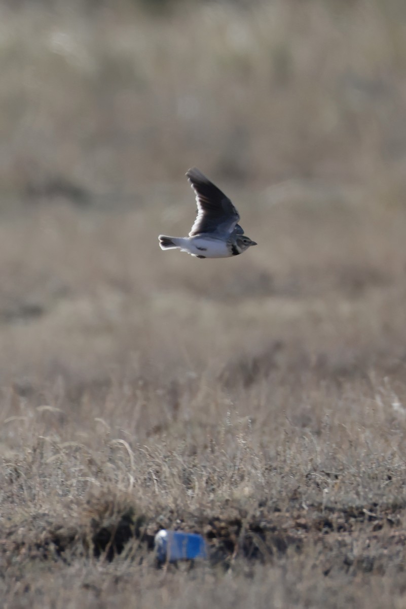 Calandra Lark - ML643173883