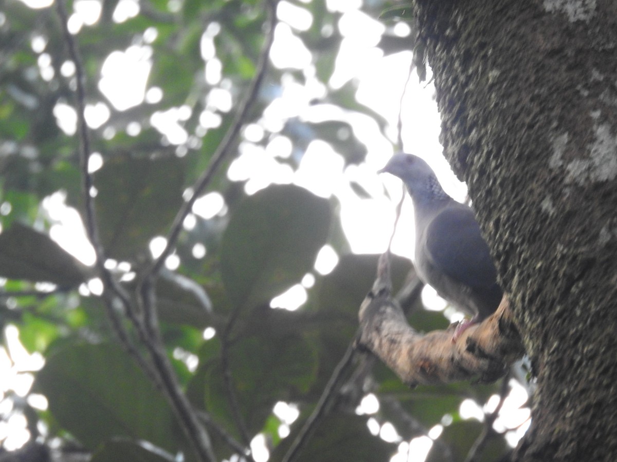 Nilgiri Wood-Pigeon - ML643173887