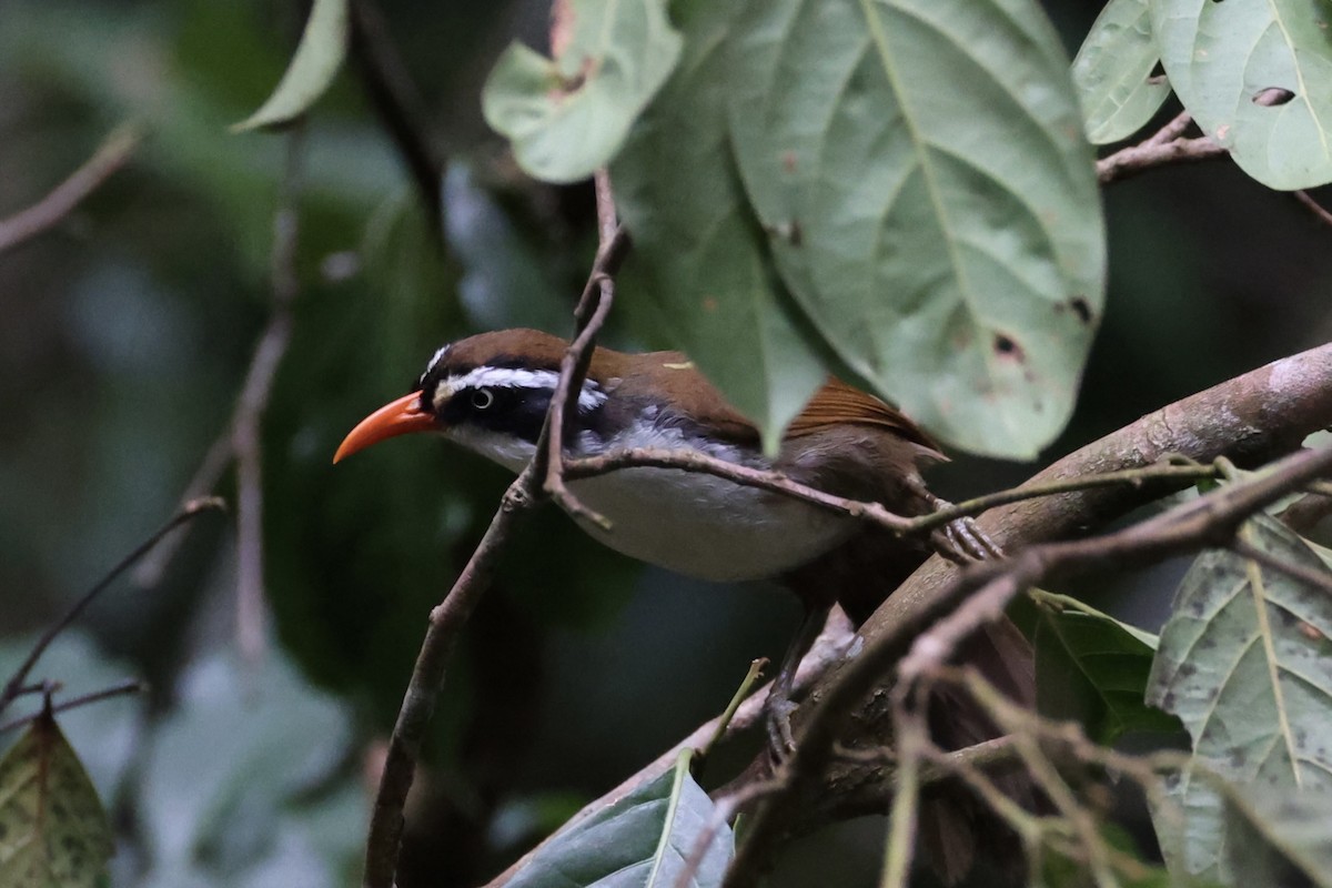 Brown-crowned Scimitar-Babbler - ML643173888