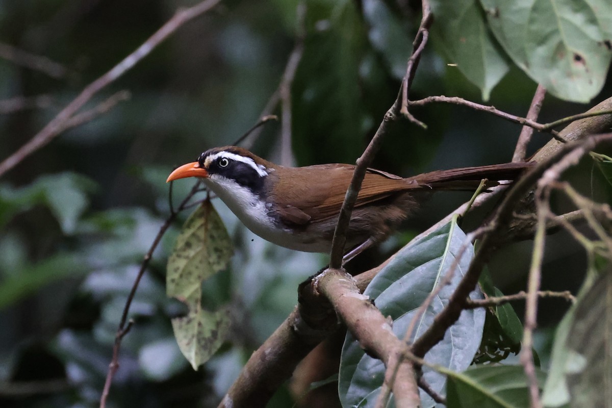 Brown-crowned Scimitar-Babbler - ML643173889