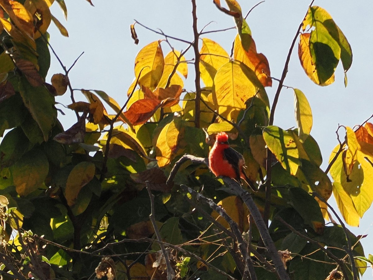 Vermilion Flycatcher (Northern) - ML643173935