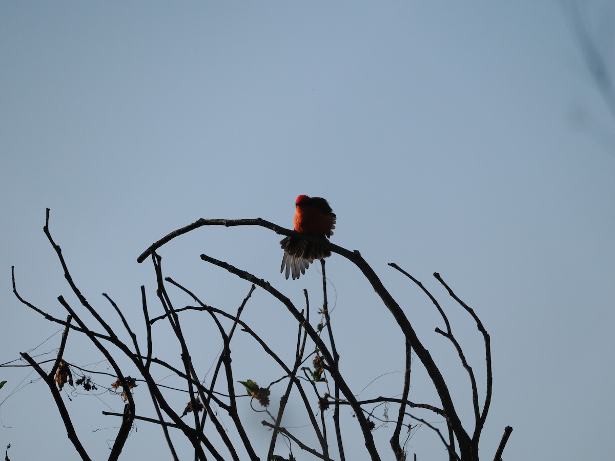 Vermilion Flycatcher (Northern) - ML643173942