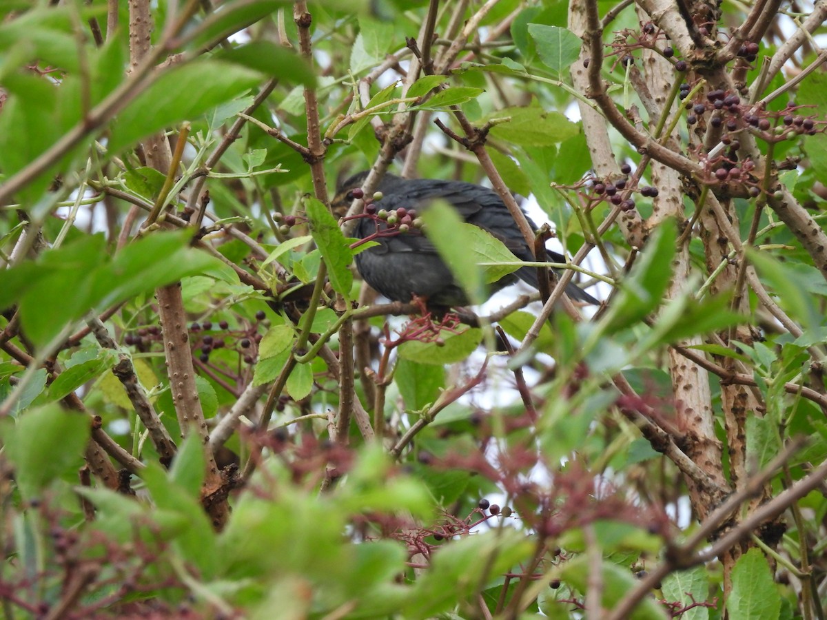 Zorzal Siberiano - ML643173952