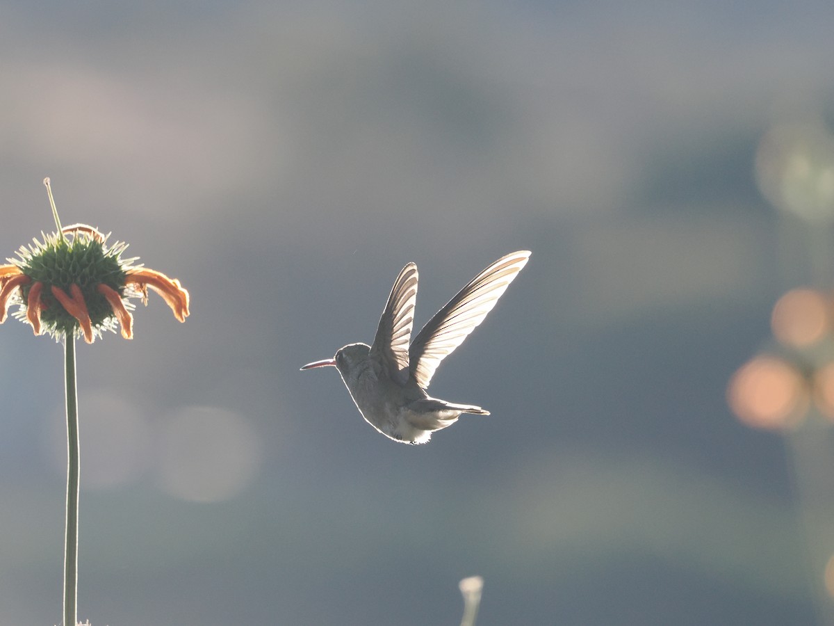 Dusky Hummingbird - ML643173955