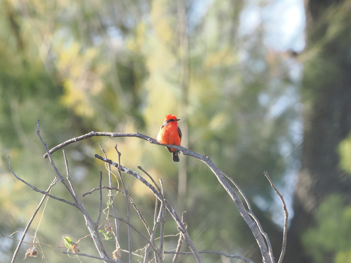 Vermilion Flycatcher (Northern) - ML643173960