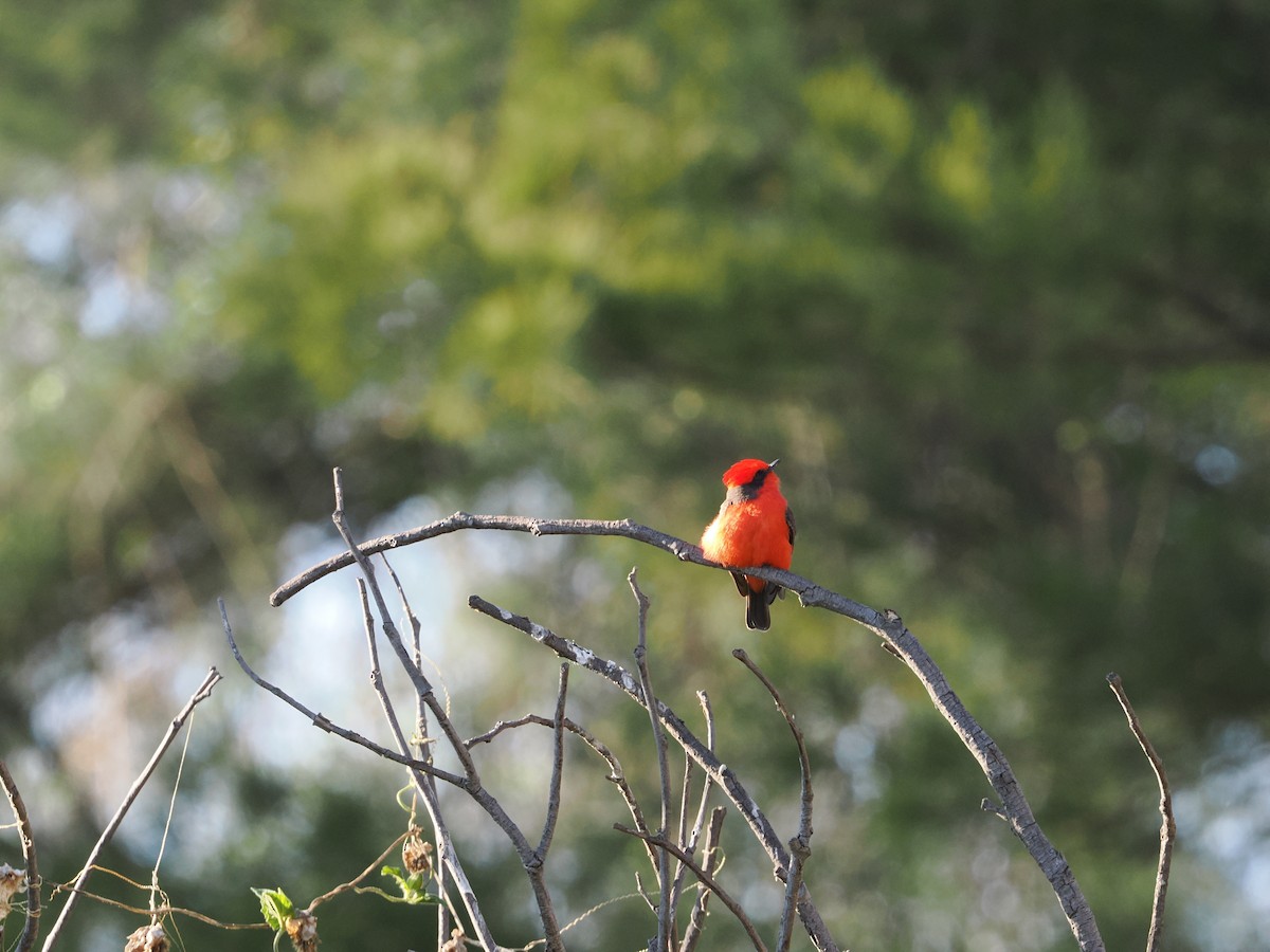 Vermilion Flycatcher (Northern) - ML643173968