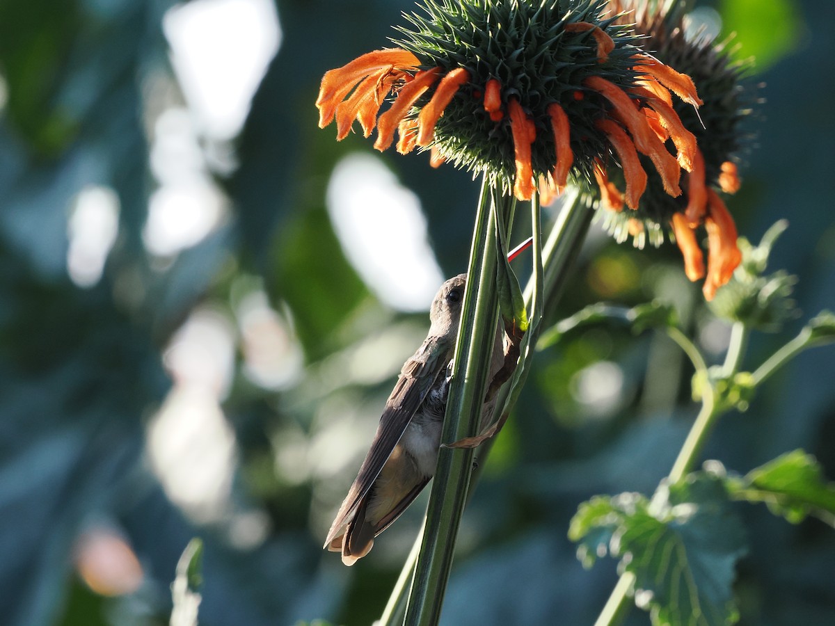Dusky Hummingbird - ML643173976