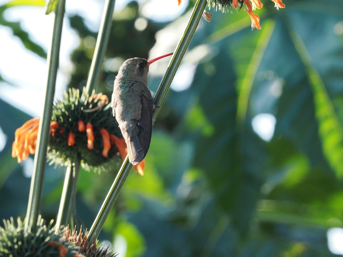 Dusky Hummingbird - ML643173988