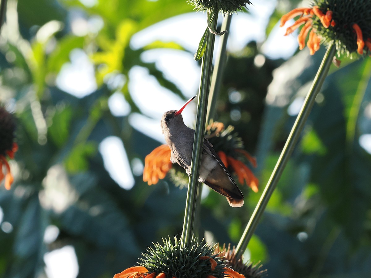 Dusky Hummingbird - ML643173991