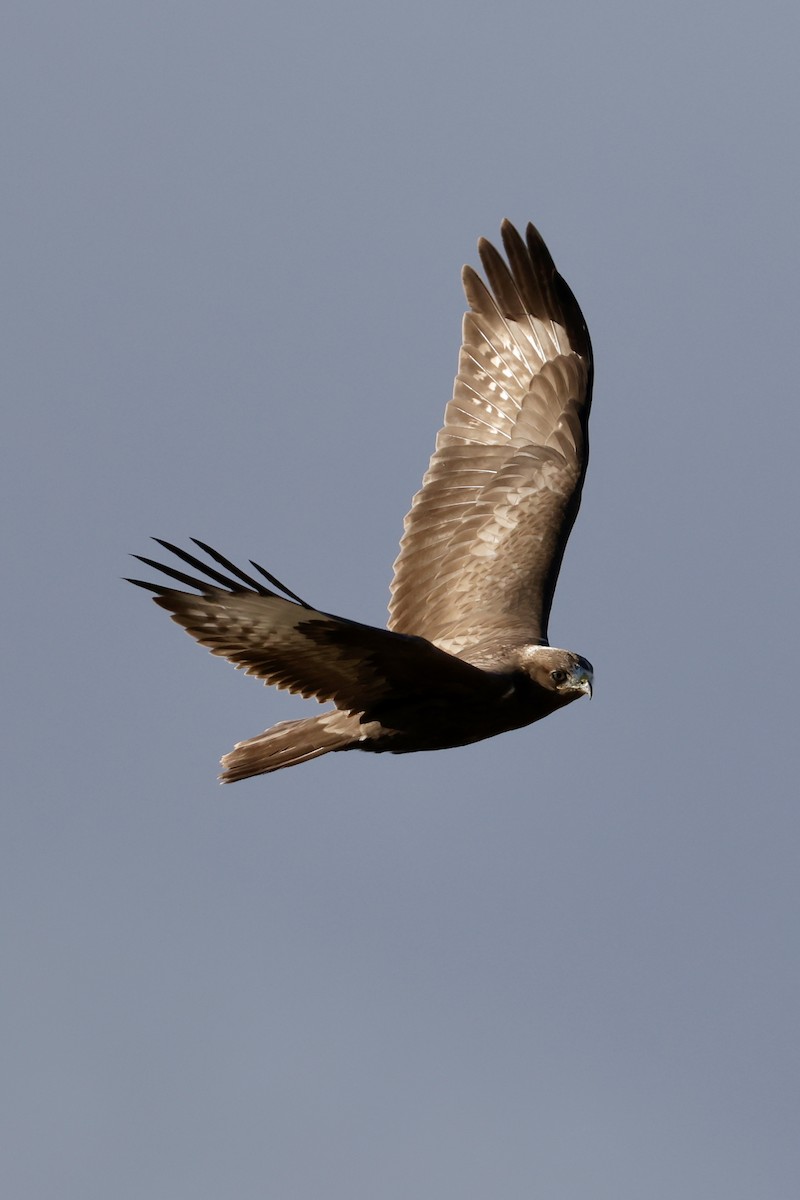 Upland Buzzard - ML643174000