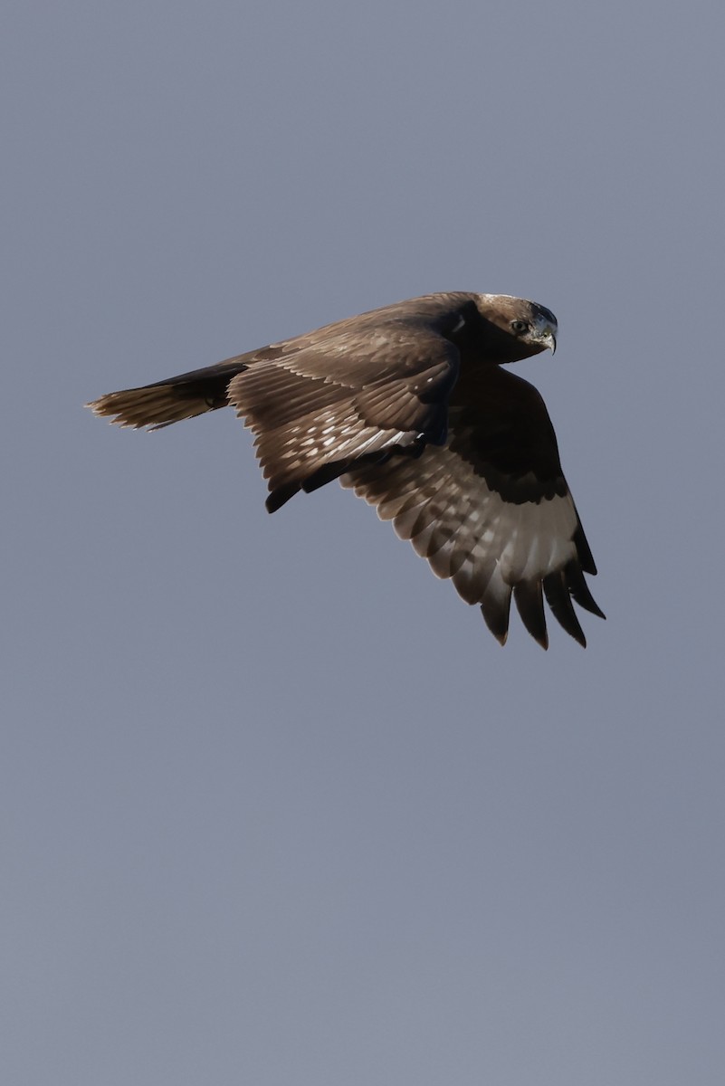 Upland Buzzard - ML643174001