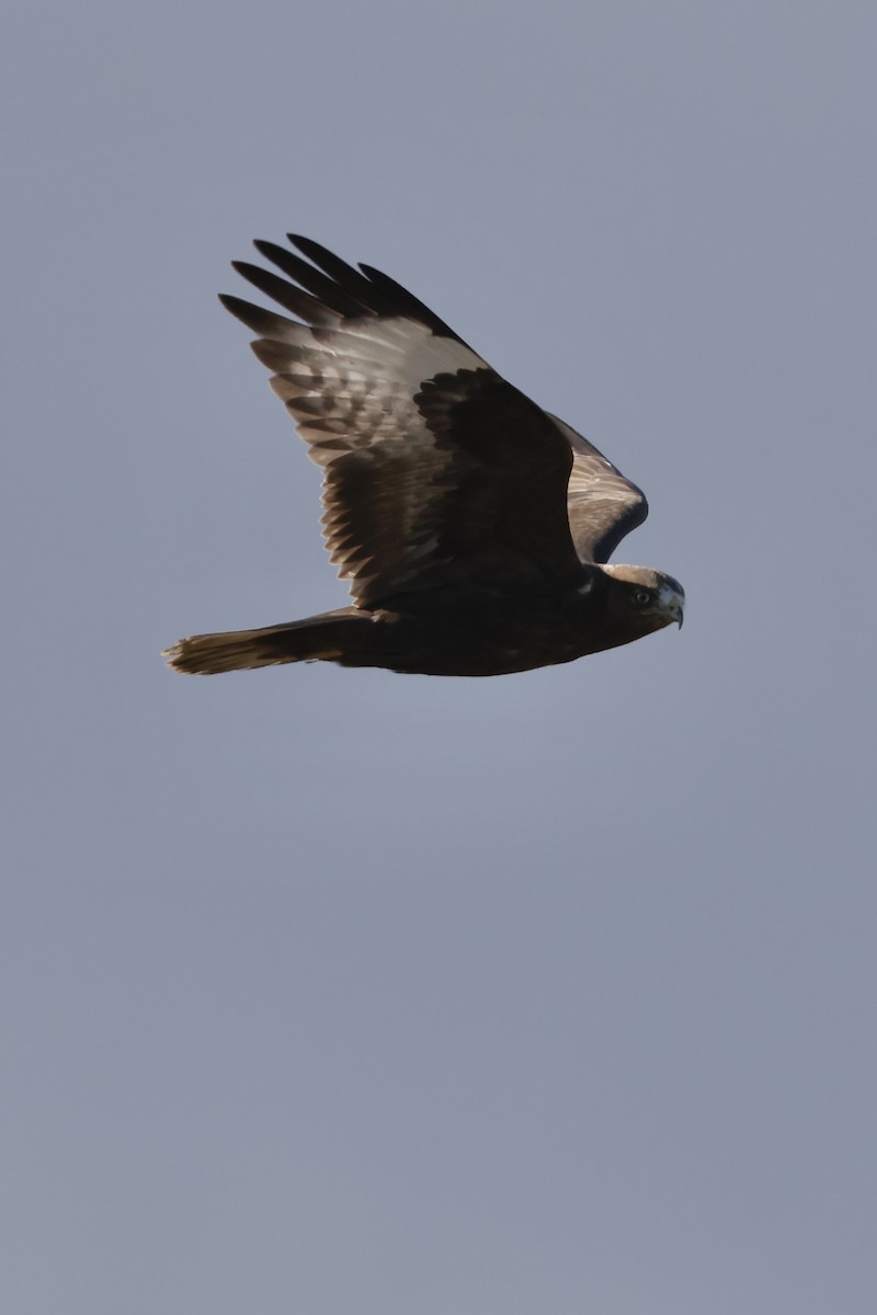 Upland Buzzard - ML643174002