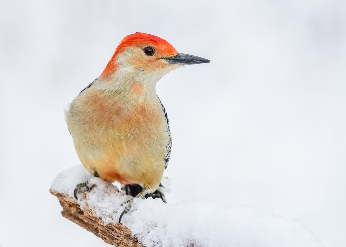 Red-bellied Woodpecker - mark kraus