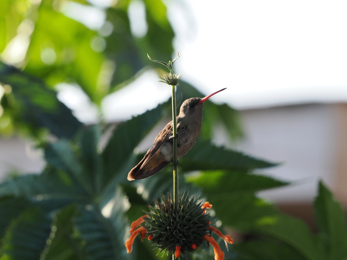 Dusky Hummingbird - ML643174019