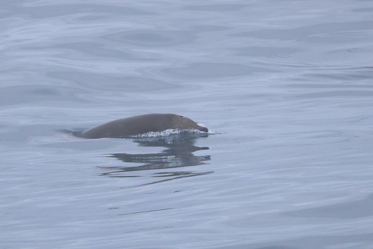 Strap-toothed Beaked Whale - ML643174033
