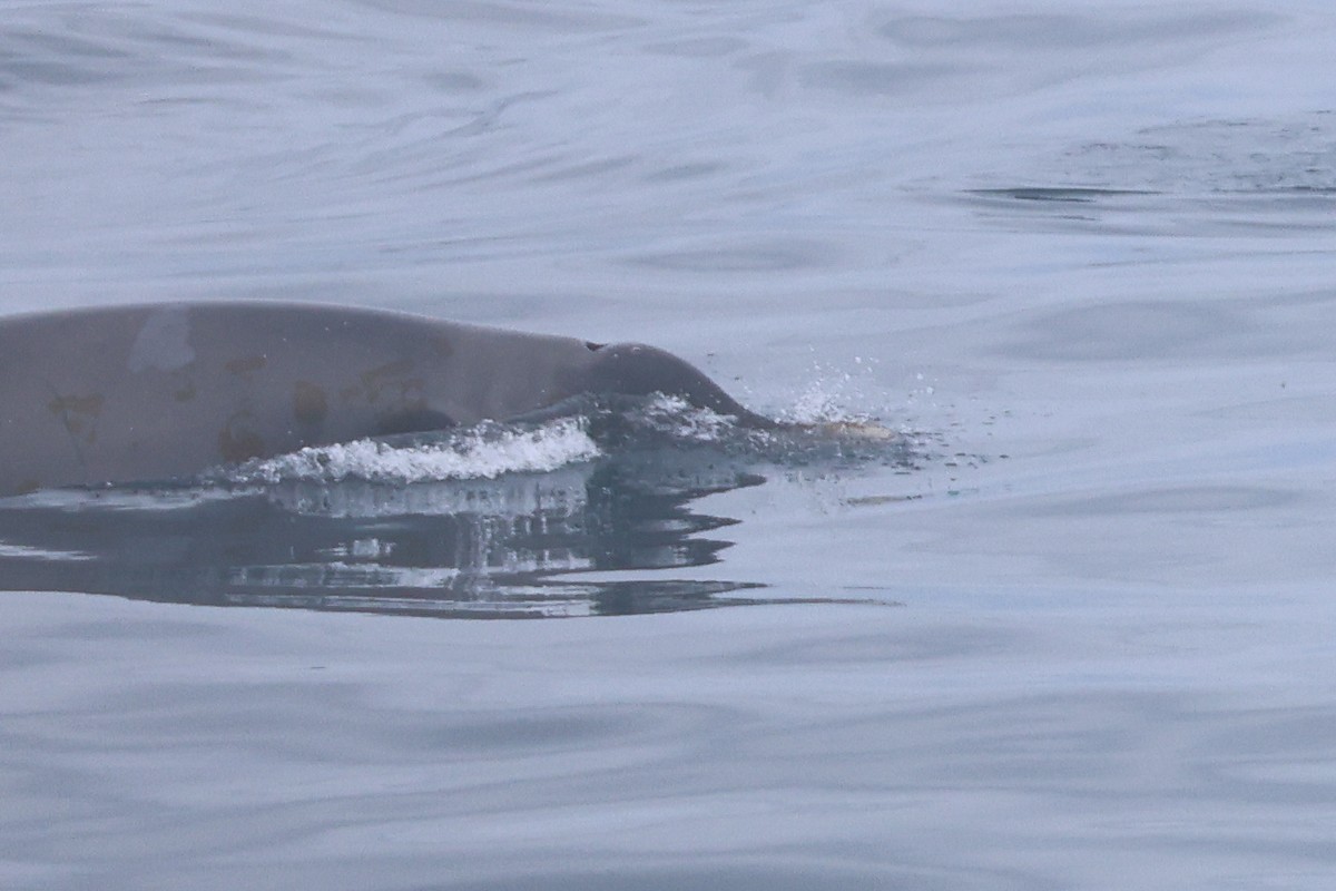 Strap-toothed Beaked Whale - ML643174037