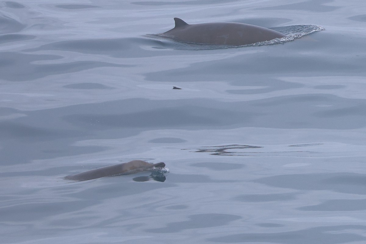 Strap-toothed Beaked Whale - ML643174038