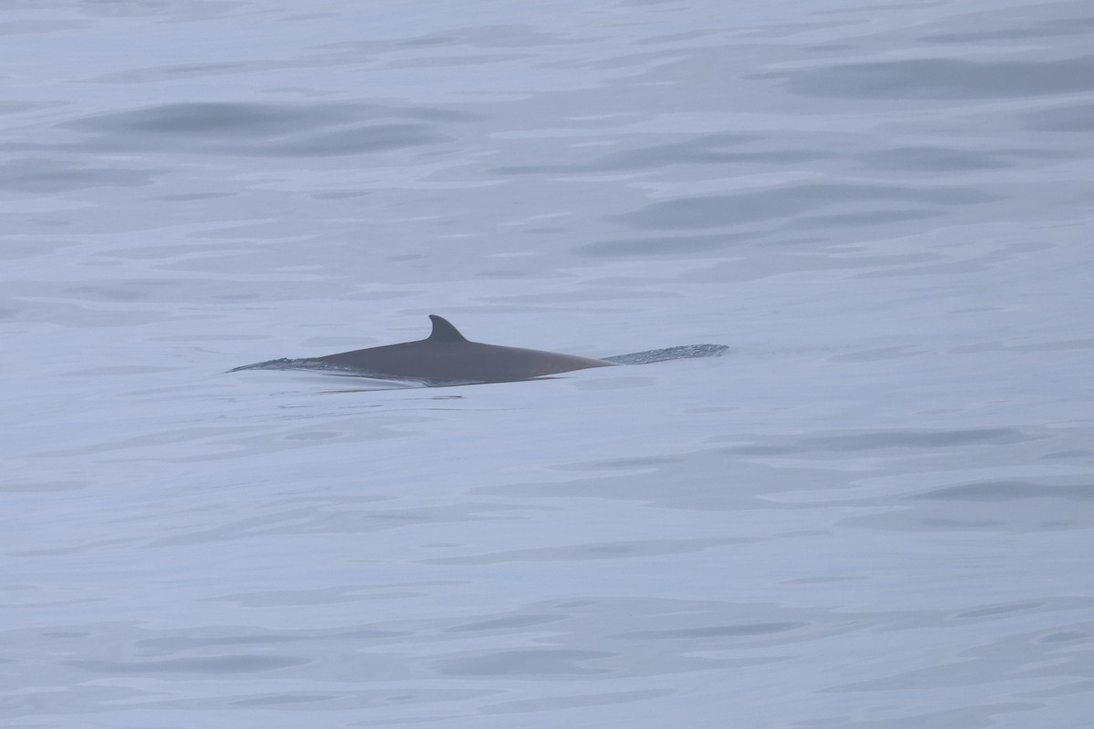Strap-toothed Beaked Whale - ML643174042