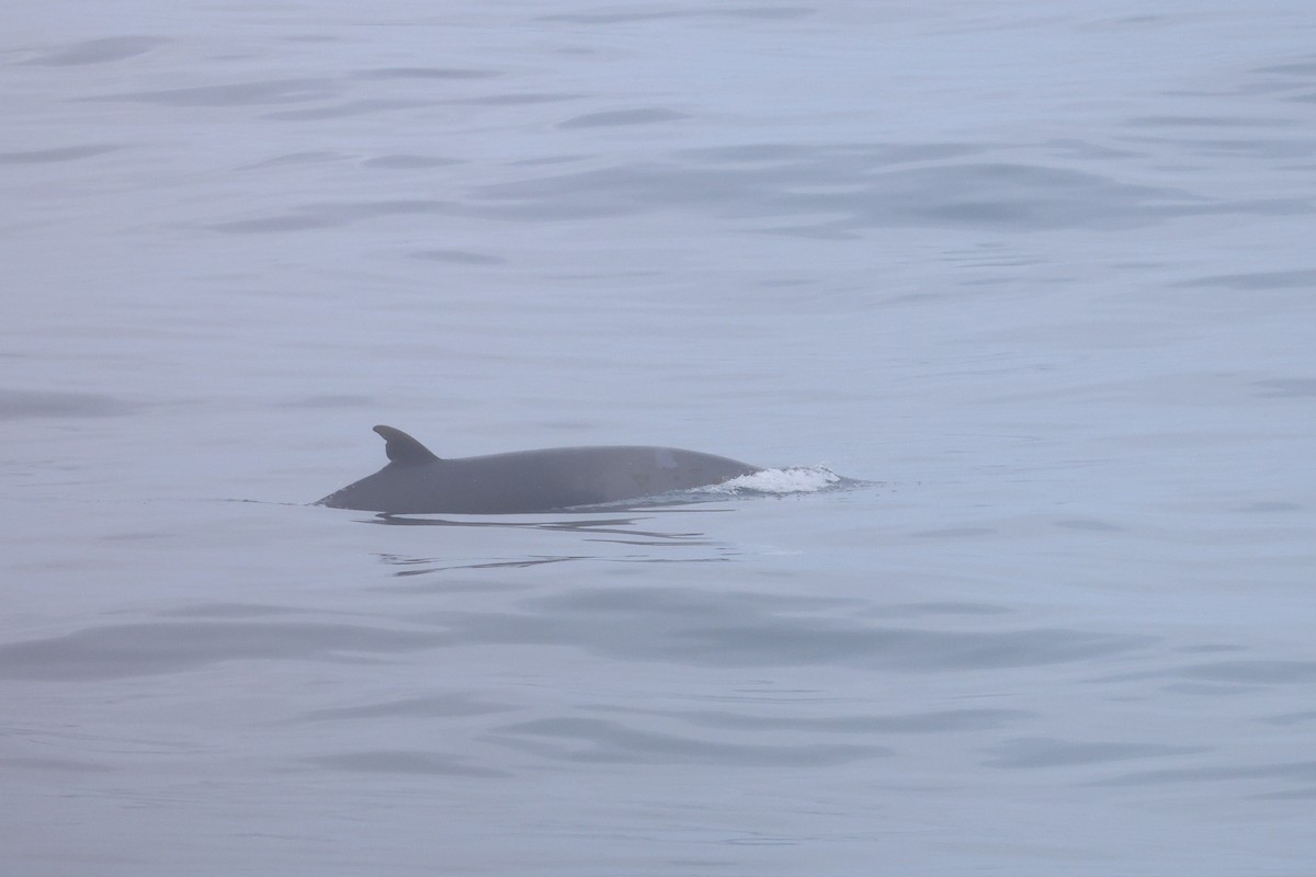 Strap-toothed Beaked Whale - ML643174047