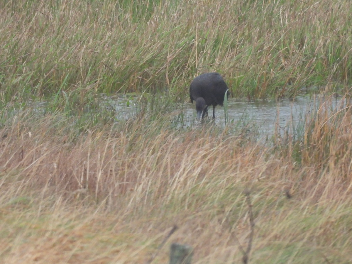 Glossy Ibis - ML643174049