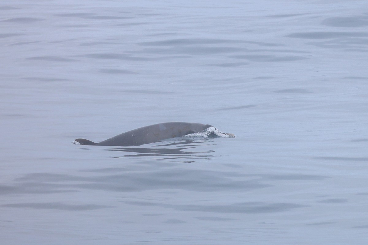 Strap-toothed Beaked Whale - ML643174050