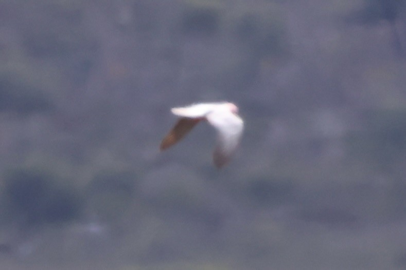 Galah - ML643174073