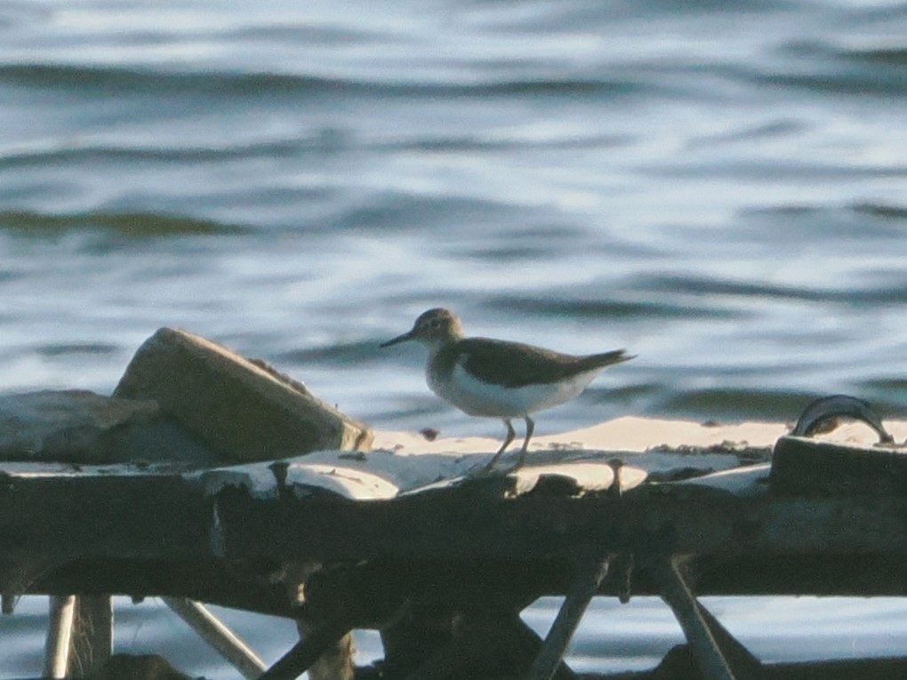 Spotted Sandpiper - ML643174082