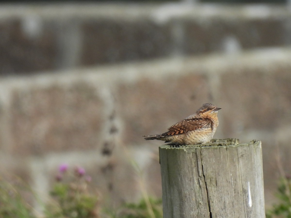 Eurasian Wryneck - ML643174112