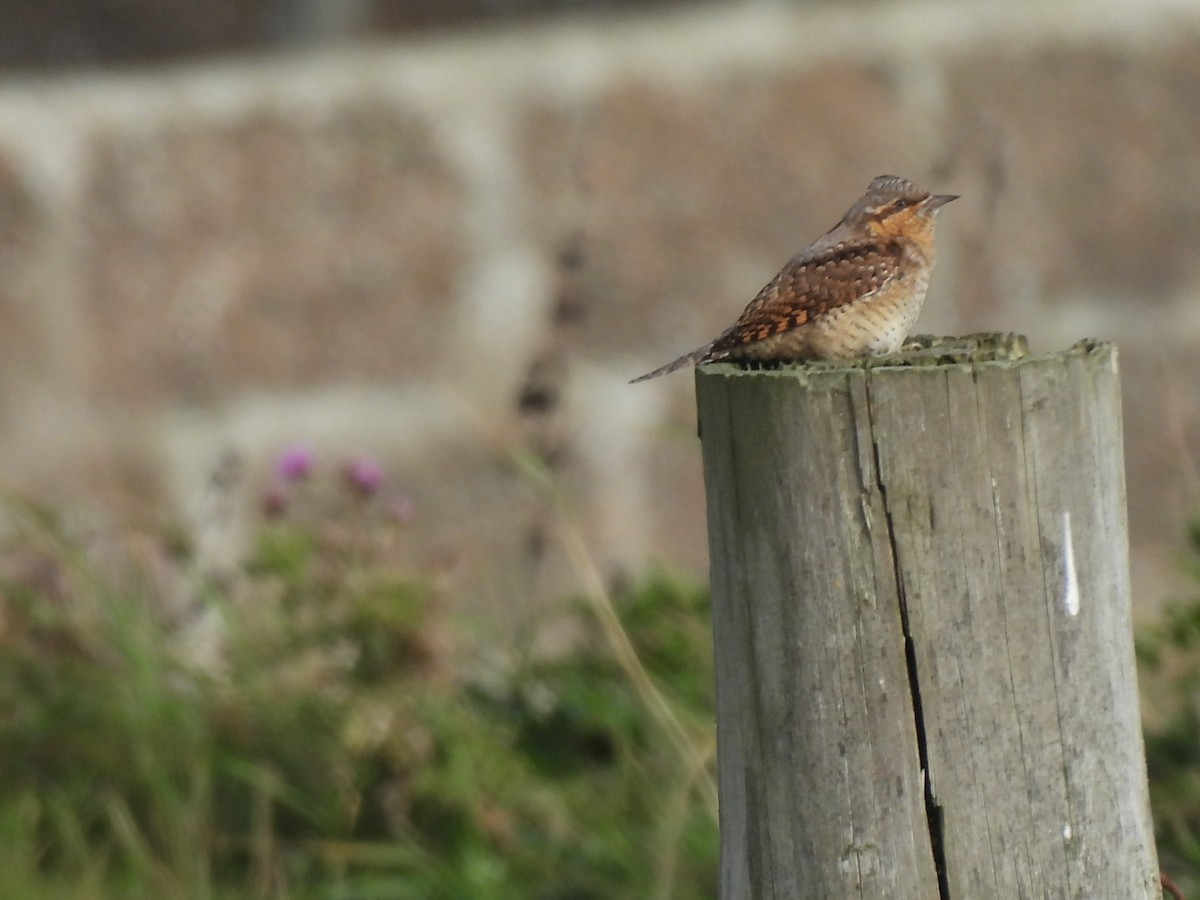 Eurasian Wryneck - ML643174114