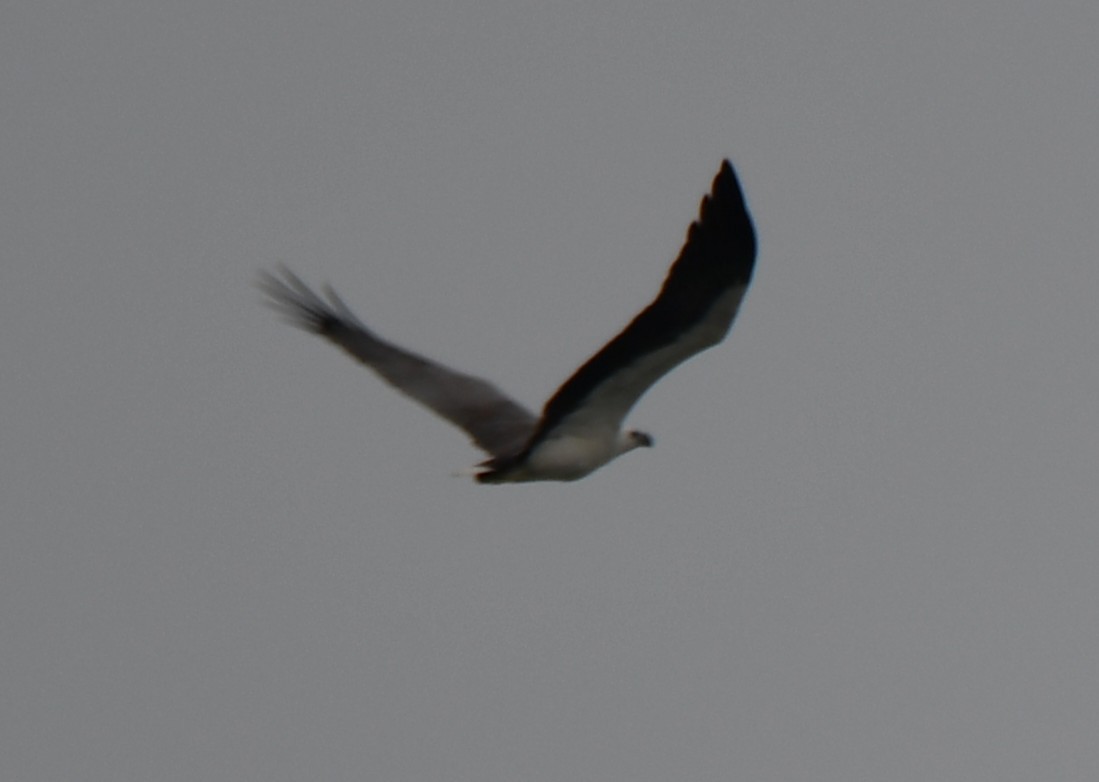 White-bellied Sea-Eagle - ML643174129