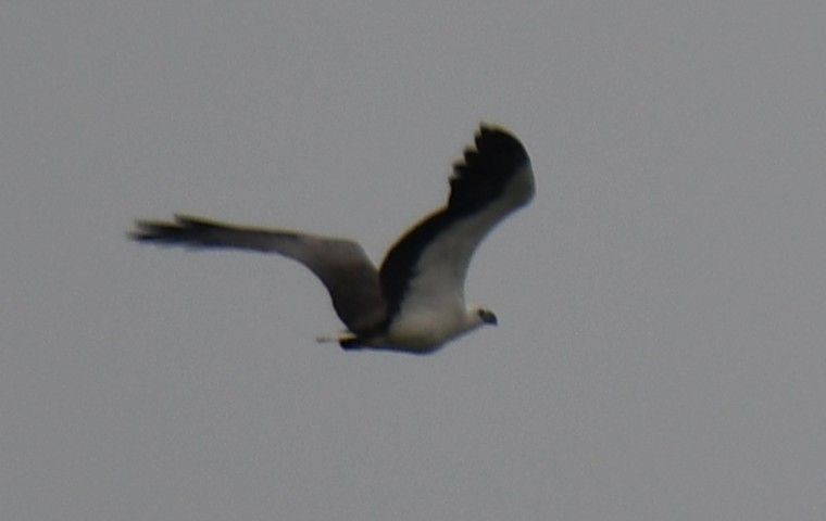 White-bellied Sea-Eagle - ML643174133
