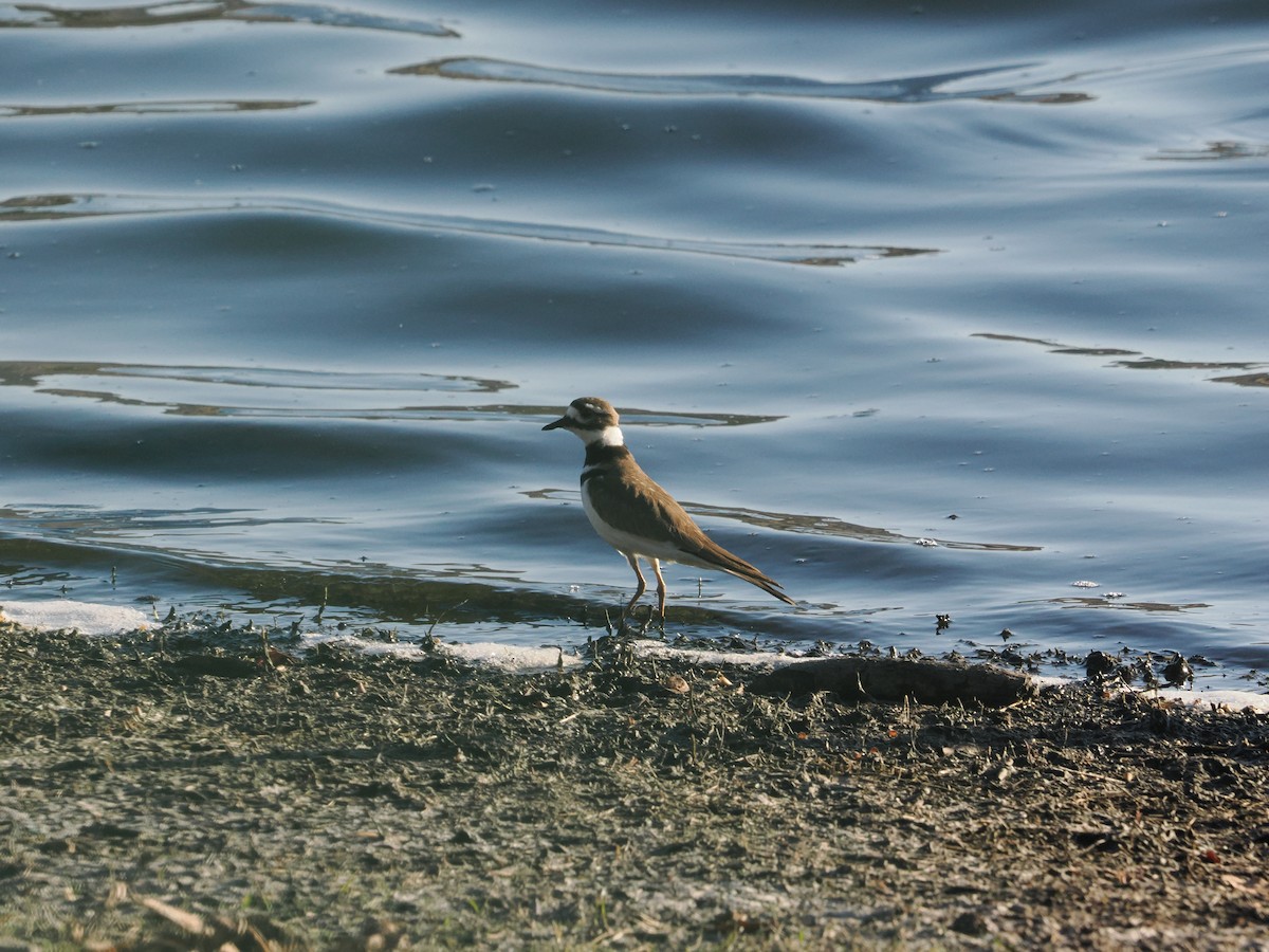 Killdeer - ML643174135