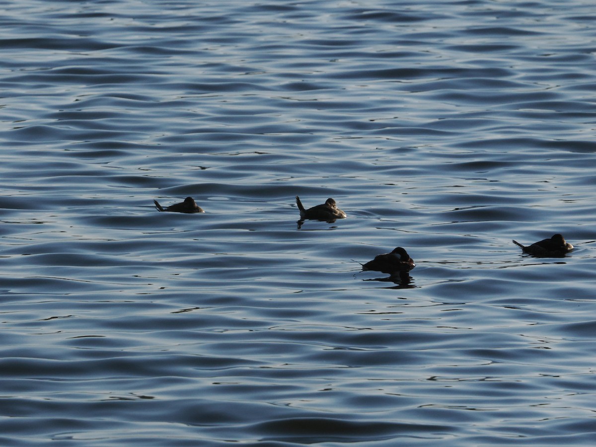 Ruddy Duck - ML643174136