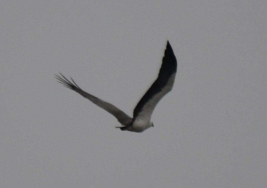 White-bellied Sea-Eagle - ML643174137