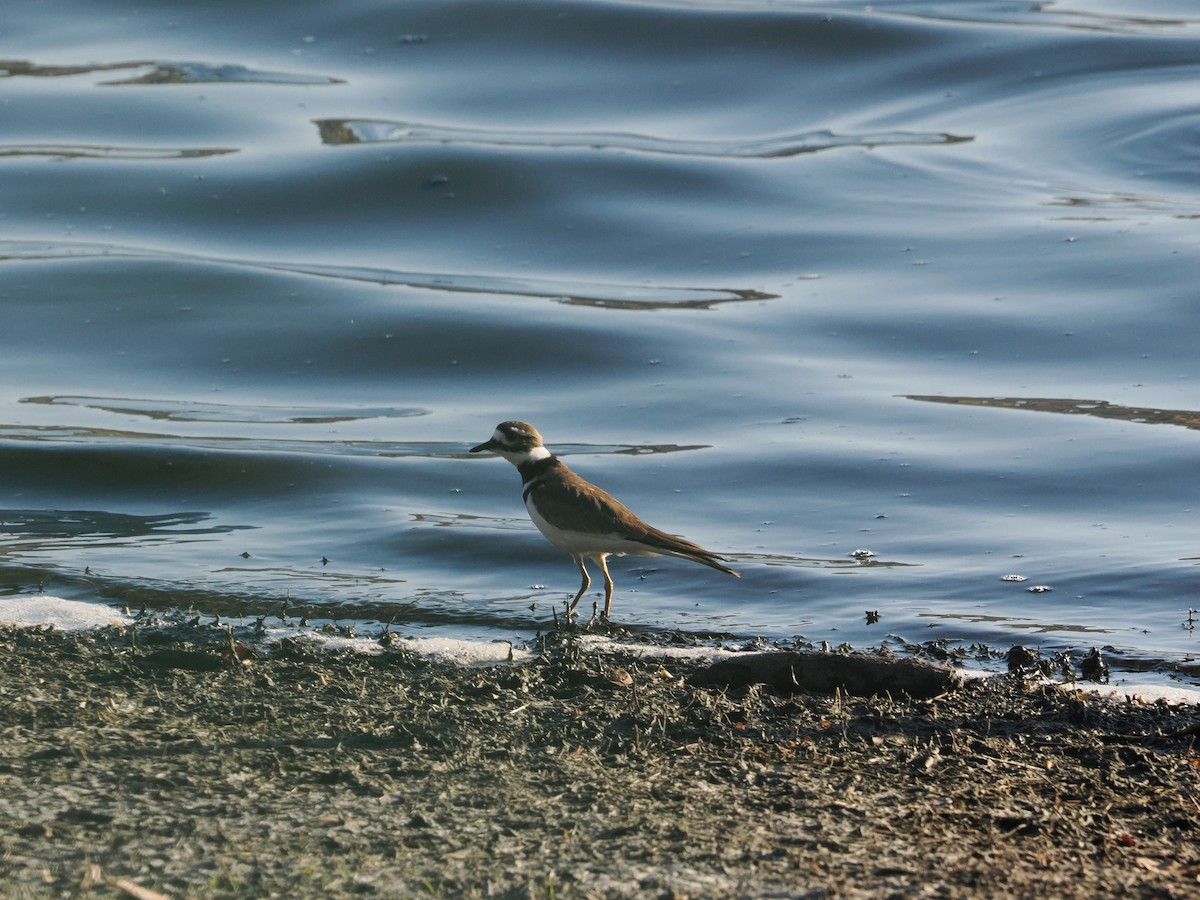 Killdeer - ML643174138