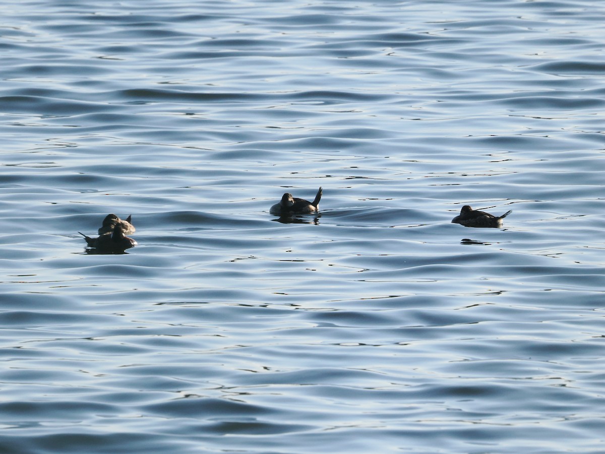 Ruddy Duck - ML643174139